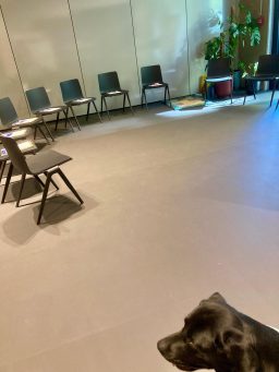 Leerer Raum mit Stühlen und einem Hund im Vordergrund.